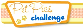 pets challenge