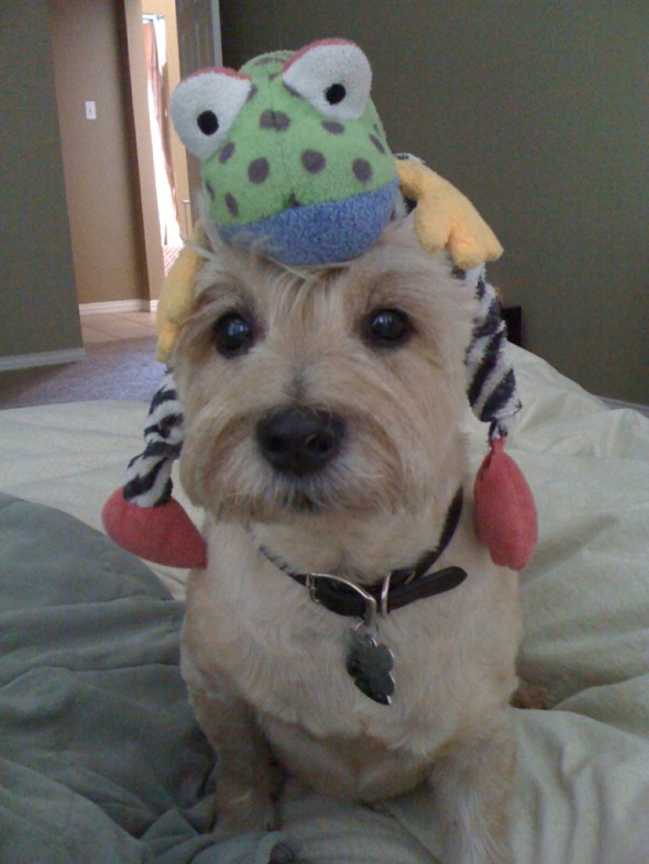 Ha ha...Chewy, you have a silly frog on your head!!!